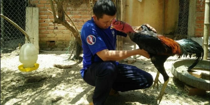 Kỹ Thuật Huấn Luyện Gà Chọi Đạt Thể Lực, Kỹ Năng Đỉnh Cao 2 Bật mí cách chăm sóc gà chọi đúng chuẩn cho sư kê