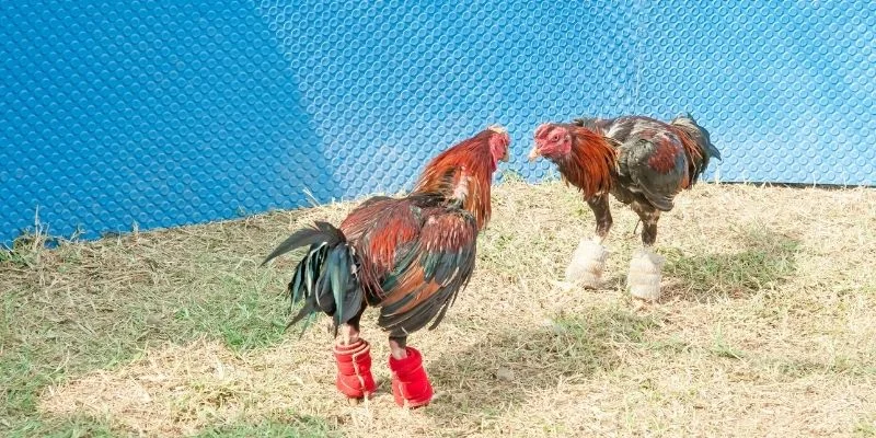 Kỹ Thuật Huấn Luyện Gà Chọi Đạt Thể Lực, Kỹ Năng Đỉnh Cao 4 Các bài tập giúp gà chọi có thể lực và kỹ năng tốt
