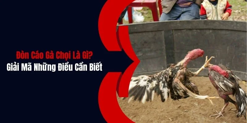 don cao ga choi la gi