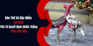 don the va dac diem ga choi