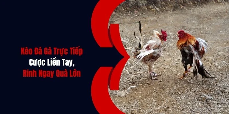 Kèo Đá Gà Trực Tiếp: Cược Liền Tay, Rinh Ngay Quà Lớn 1 keo da ga truc tiep