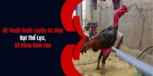 ky thuat huan luyen ga choi