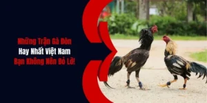 nhung tran da ga don hay nhat viet nam