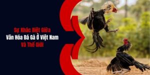 van hoa da ga o viet nam va the gioi