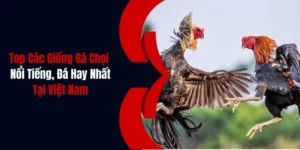 cac giong ga choi noi tieng