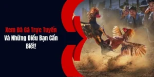 xem da ga truc tuyen