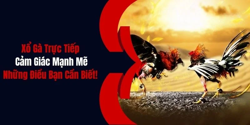 Xổ Gà Trực Tiếp - Trải Nghiệm Cảm Giác Kịch Tính và Bí Quyết Thành Công 1 xo ga truc tiep